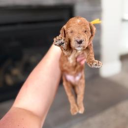 Dopey - Red  male Goldendoodle puppy in Billings, Montana from Montana Raised Doodles