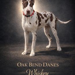 Whiskey - Great Dane