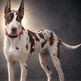 Whiskey - Great Dane