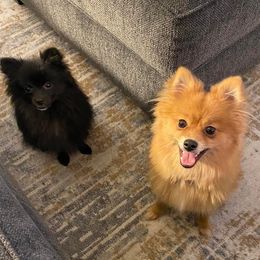 Pomeranians from Adita May's Pomeranians