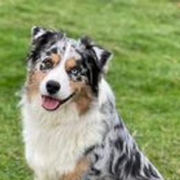 Aussiedoodles from Silvercreek Aussies and doodles