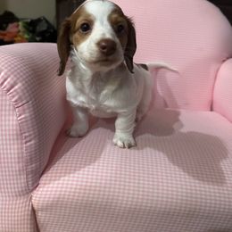 Dachshund Puppies from East Coco Mini Dachshunds