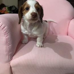 Dachshund Puppies from East Coco Mini Dachshunds