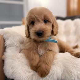 Boy 3 - Red  male Goldendoodle puppy in North Royalton, Ohio from Johnson's Doodles