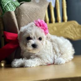 Faith - Cream female Poodle puppy in Adolphus, Kentucky from Deerly Poodles
