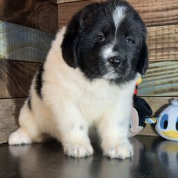 Clarabelle - White and black female Newfoundland puppy in Tully, New York from Bear Paw Newfoundlands