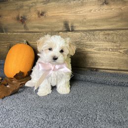 Lilly - Parti female Maltipoo puppy in Middlebury, Indiana from Pine Grove Canines