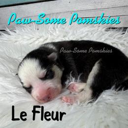 Le Fleur - Black and white female Pomsky puppy in Krum, Texas from Paw-Some Pomskies