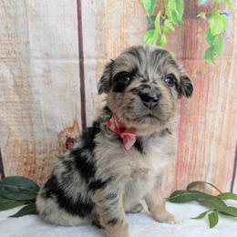 Enzo (Red Collar) - Red merle male Australian Shepherd puppy in Coulee City, Washington from Mr and Mrs Doodle Farm