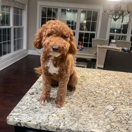 Heidi - Goldendoodle