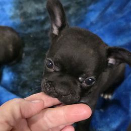 Tom - Brindle male French Bulldog puppy in Cabool, Missouri from Shannon French Bulldogs