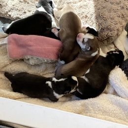 "FREYAxGUNNAR litter 02.18.21" Siberian Husky Puppies from Phresh Pharm Husky Ranch