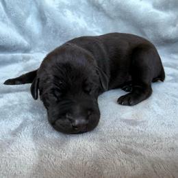 Sinatra - Black and rust male Doberman Pinscher puppy in Brookfield, Wisconsin from Haus of Hound