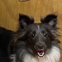 Gypsy - Shetland Sheepdog