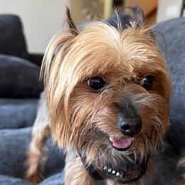 Yorkshire Terrier All Grown Up from Leigh Brummel