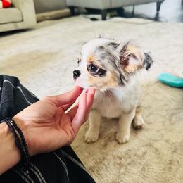 Jasper - Blue merle male Chihuahua puppy in Dayton, Ohio from Petite Pups Chihuahuas