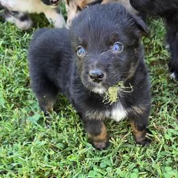 Mufasa - Black tri-color male Australian Shepherd puppy in Harrah, Oklahoma from Whippoorwill Aussies of Oklahoma