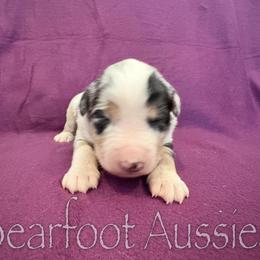 Girl 4 - Blue merle female Australian Shepherd puppy in Lowell, Indiana from Bearfoot Aussies and Tollers