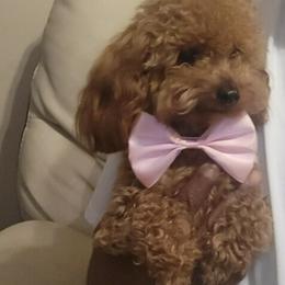 Martini - Poodle