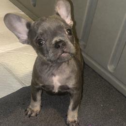 Chihuahua and French Bulldog Puppies from Sasha’s Elite Kennel LLC