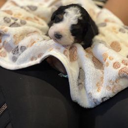 Bernedoodle Puppies from A MAYSING Bernedoodles