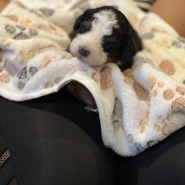 Bernedoodle Puppies from A MAYSING Bernedoodles