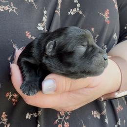 Archie - Black male Miniature Schnauzer puppy in Hull, Georgia from Ardent Miniature Schnauzers of Athens
