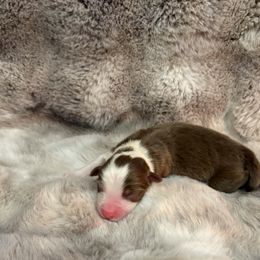 Boy 2 - male Australian Shepherd puppy in Greenville, South Carolina from Elusive Australian Shepherds