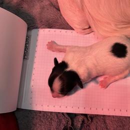 Papillon Puppies from ANTON KOTLJAROV