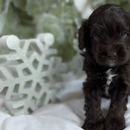 Australian Labradoodles from Birchwood Labradoodles