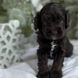 Australian Labradoodles from Birchwood Labradoodles
