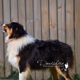Tux  - Australian Shepherd