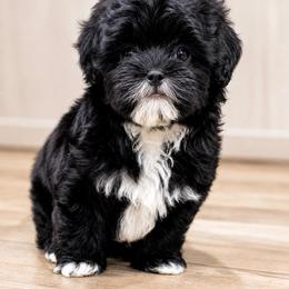 Oreo - Phantom male Poodle puppy in Riverside, California from Poodles and Frenchies