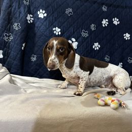 Snoopy - Dachshund