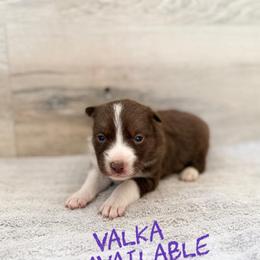 Valka - Red female Border Collie puppy in Sanger, California from Flying M Cactus Ranch Buddies