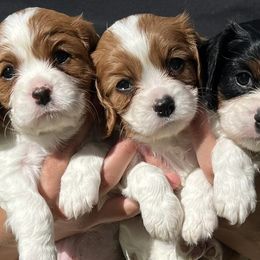 Cavalier King Charles Spaniels from Kerrick Cavaliers