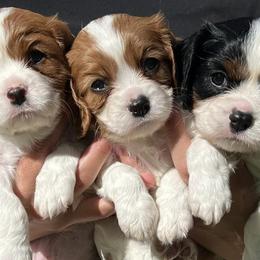 Cavalier King Charles Spaniels from Kerrick Cavaliers