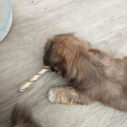 Lhasa Apso Puppies from Lauren McGlynn's Lhasa Apso Puppies