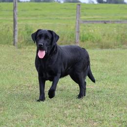 Wednesday - Labrador Retriever