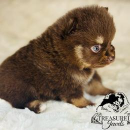 Pomeranian Puppies from Treasured Jewels Pomeranians