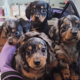 Dachshunds from Mini Doxies Love