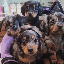 Dachshunds from Mini Doxies Love