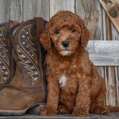 Patriot-Green Collar - Red male Irish Doodle puppy in Macedon, New York from Toodles Goldendoodles