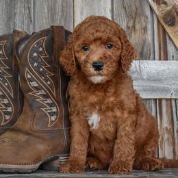 Patriot-Green Collar - Red male Irish Doodle puppy in Macedon, New York from Toodles Goldendoodles