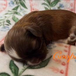 Cooper - Red and white male Shih Tzu puppy in Hemet, California from Aloha Shih Tzu