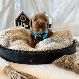 Freedom - Blue Collar Male - Red  male Goldendoodle puppy in Bradenton, Florida from Suncoast Goldendoodles