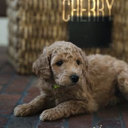 Goldendoodles and Poodles from Black Barn Kennel