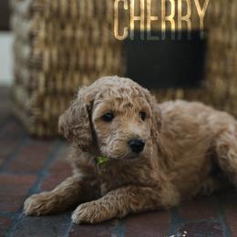 Goldendoodles and Poodles from Black Barn Kennel