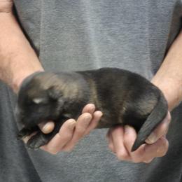 Boy 2 - Sable male German Shepherd puppy in Lake George, Colorado from High Country German Shepherds