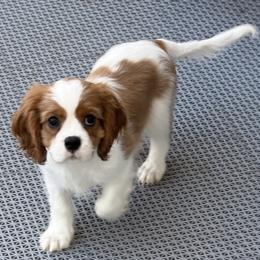 Cavalier King Charles Spaniel puppies from Evera True Spaniels by Michele True